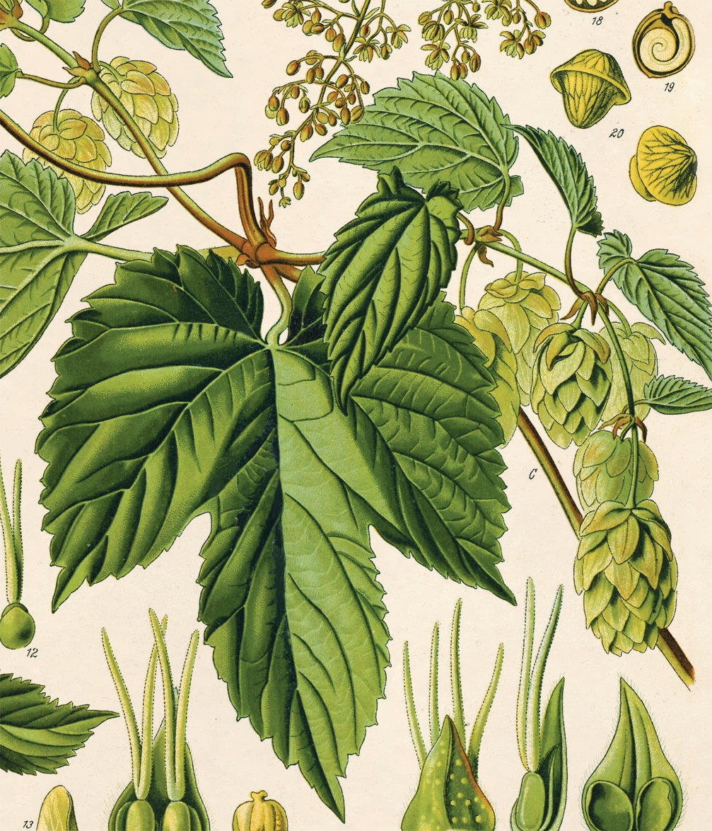 Hop Chart Poster