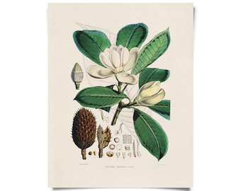 Vintage Botanical Magnolia Flower Print w/ optional frame / High Quality Giclee Print