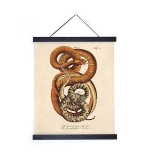 Vintage French Snake Zoology Print w/ optional frame / High Quality Giclee Print