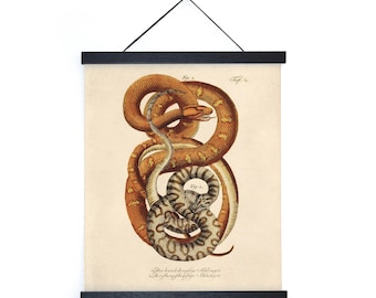 Vintage French Snake Zoology Print w/ optional frame / High Quality Giclee Print