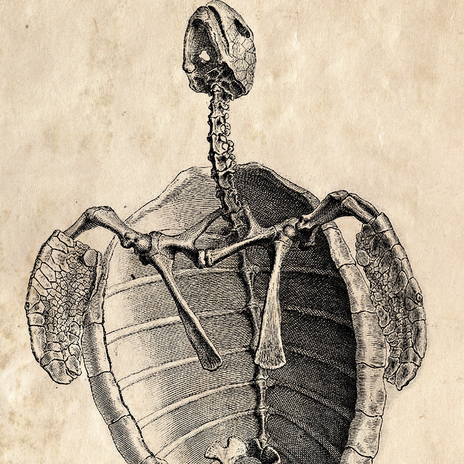 Vintage Sea Turtle Skeleton Print. Animal Anatomy Chart Etsy