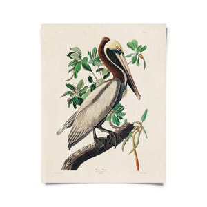May include: A vintage-style print of a brown pelican perched on a branch, surrounded by green foliage. The bird has a long beak and a white and brown body. The artwork is on a cream-colored background.