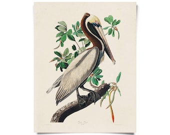 Vintage Brown Pelican Audubon Print w/ optional frame / High Quality Giclee Print