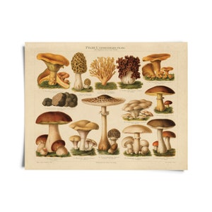 Vintage Botanical Mushroom German Pilze 1 Print / High Quality Giclee Print