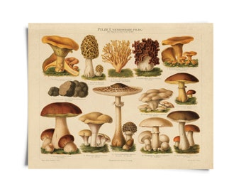 Vintage Botanical Mushroom German Pilze 1 Print / High Quality Giclee Print