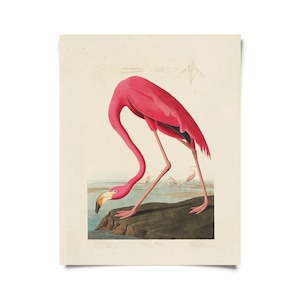 Vintage Audubon Flamingo Bird Print avec cadre en option / Impression giclée de haute qualité