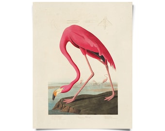 Vintage Audubon Flamingo Bird Print w/ optional frame / High Quality Giclee Print