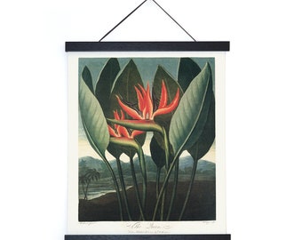 Vintage Botanical Bird of Paradise Print Temple of Flora w/ frame option / High Quality Giclee Print