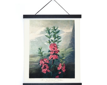 Vintage Botanical Mountain Laurel Kalmia Flower Print  w/ optional hanging frame  / High Quality Giclee Print