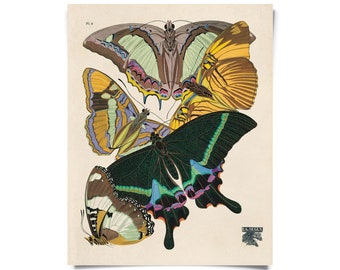 Vintage Nature Butterfly Seguy 8 Print w/ optional frame / High Quality Giclee Print