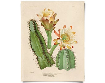 Vintage Botanical Cactus 2 Print w/ optional frame / High Quality Giclee Print