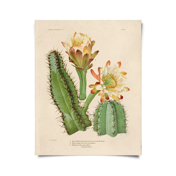 Vintage Botanical Cactus 2 Print w/ optional frame / High Quality Giclee Print