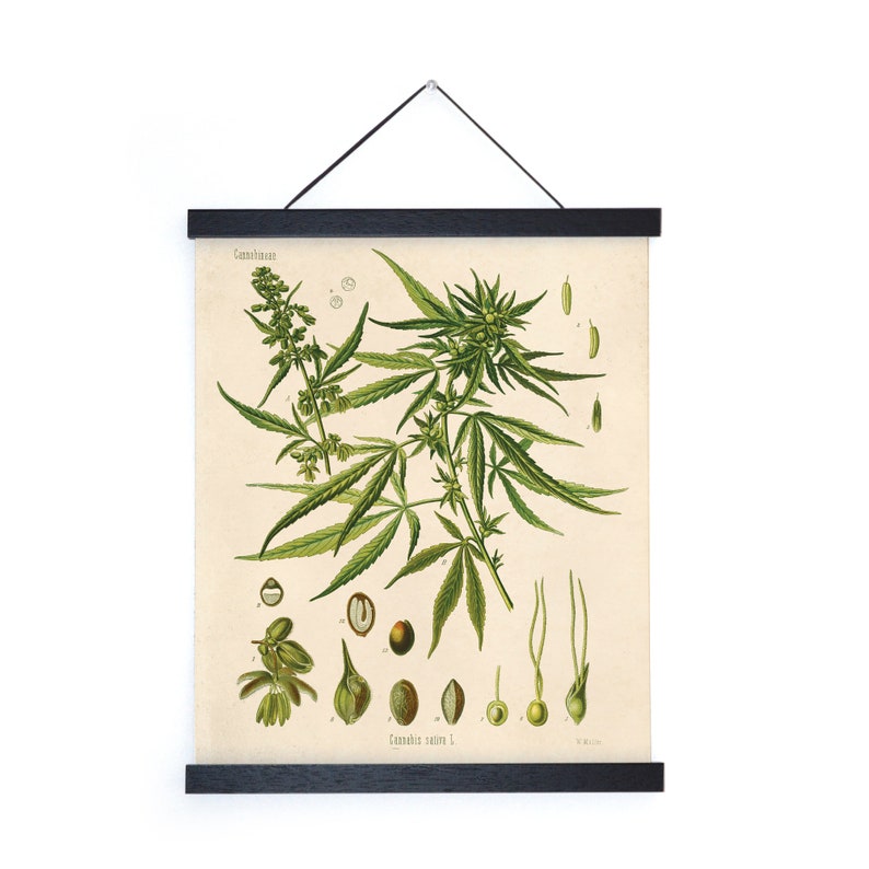 Vintage Botanical Cannabis Marijuana Print w/ optional frame / High Quality Giclee Print Print+Black Frame