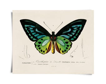 Vintage d'Orbigny Green Birdwing Butterfly Print w/ optional frame / High Quality Giclee Print