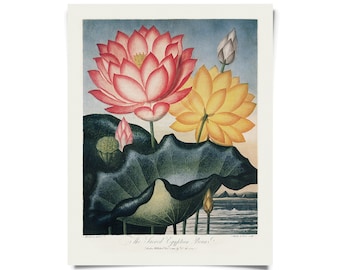 Vintage Botanical Sacred Egyptian Bean Lotus Flower Print  w/ optional hanging frame / High Quality Giclee Print