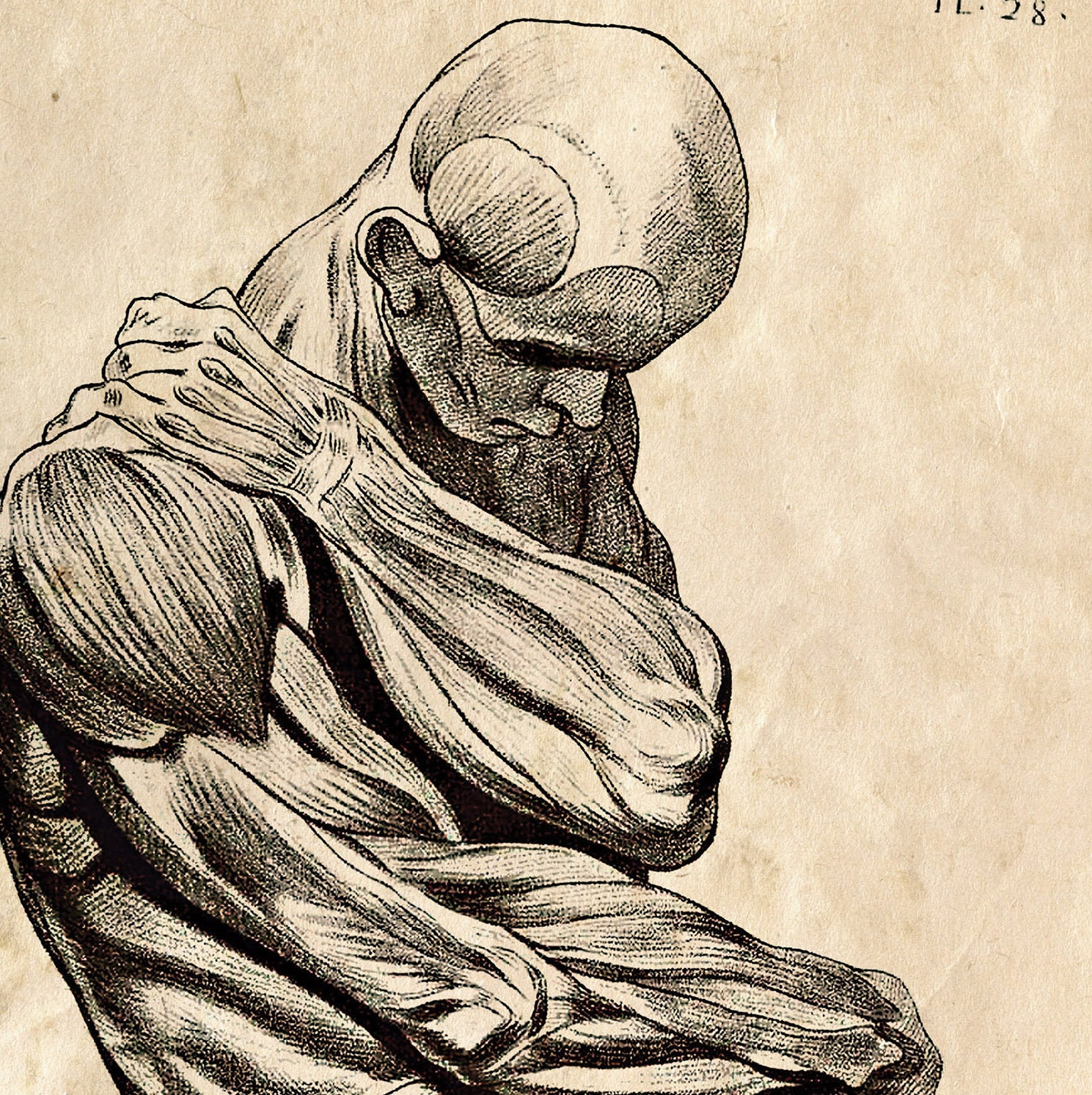 Vintage Anatomy Muscle Sketch Print. Human Body. Biology Educational