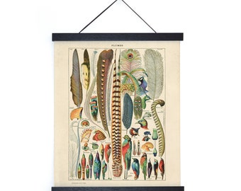 Vintage Nature Bird Feather Plumes Print w/ optional frame / High Quality Giclee Print