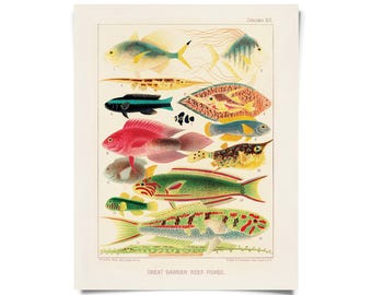 Vintage Tropical Great Barrier Reef Fish 1 Print w/ optional frame/ High Quality Giclee Print