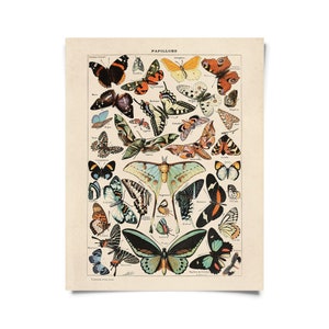 Vintage Nature French Butterfly 3 Print w/ optional frame / High Quality Giclee Print