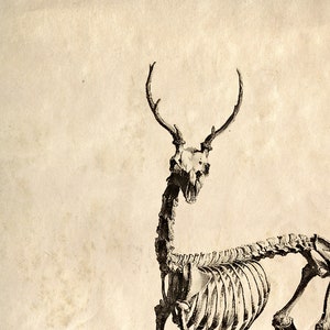 Vintage Natural History Deer Skeleton Print w/ frame option / High Quality Giclee Print image 2