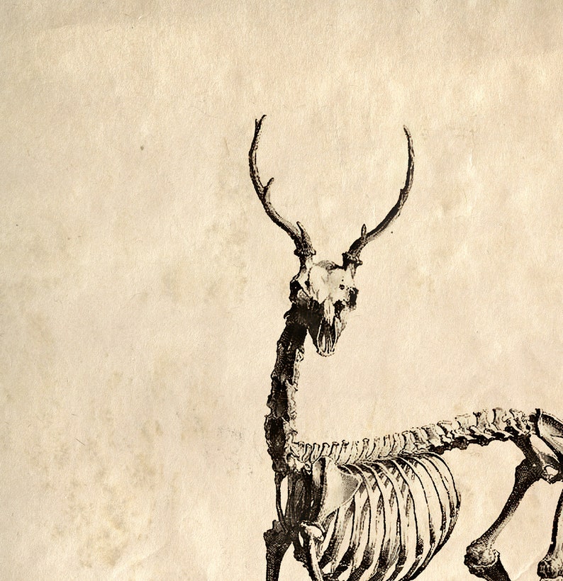 Vintage Natural History Deer Skeleton Print w/ frame option / High Quality Giclee Print image 2