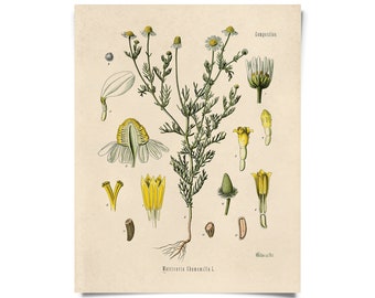 Vintage Botanical Chamomile Flower Print w/ optional frame