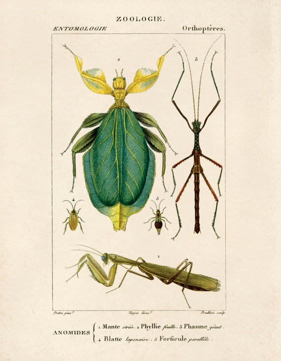 Vintage Insect Print. Praying Mantis Diagram Chart Scientific Etsy