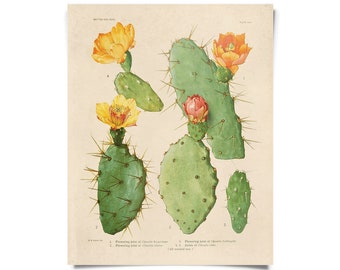 Vintage Botanical Cactus Blossom 26 Print w/ optional frame / High Quality Giclee Print