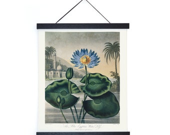 Vintage Botanical Blue Egyptian Water-Lily Print w/ optional frame / High Quality Giclee Print
