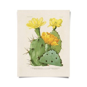 May include: A vintage botanical illustration of a prickly pear cactus with yellow flowers. The cactus is green with spines and has several pads. The illustration is on a white background with text at the bottom.