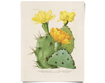 Vintage Botanical Cactus Blossom 28 Print w/ optional frame / High Quality Giclee Print