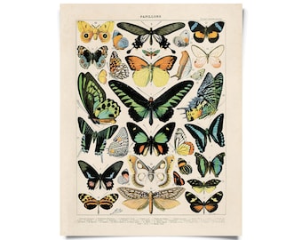 Vintage Nature French Butterfly Papillons 1 Print w/ optional frame / High Quality Giclee Print