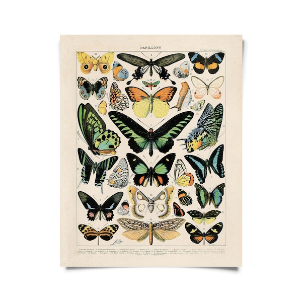 Vintage Nature French Butterfly Papillons 1 Print w/ optional frame / High Quality Giclee Print