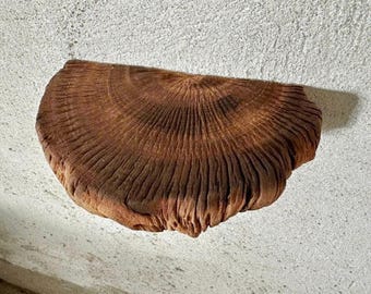 Live edge driftwood wall shelf floating shelves solid wood bookshelf rustic semi circle shelf mini furniture