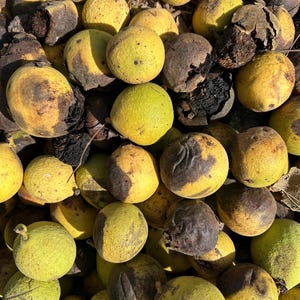 Organic Black Walnut Seeds