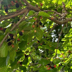 Black mulberry tree