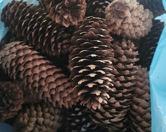 Piñas de pino de abeto noruego orgánicas y naturales