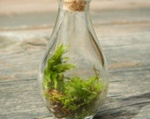 miniature droplet terrarium with moss and lichen