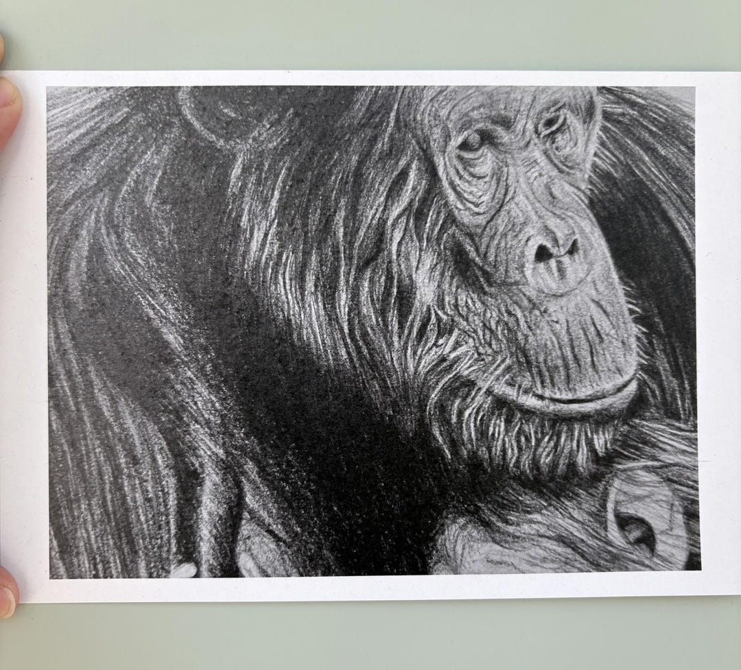 Chimpanzee Pencil Drawing Original Art Print A5 - Etsy