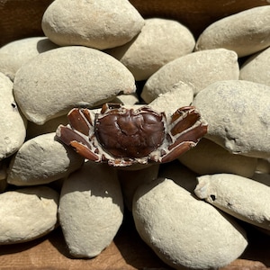 May include: A wooden bowl filled with smooth, light-colored stones. A dark brown crab-shaped object rests among the stones. The bowl is made of wood and has a natural, rustic appearance. The stones are oval-shaped and have a slightly rough texture.
