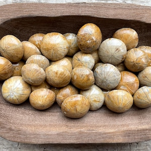 Fossil - Echinoid - Sand Dollar - Polished