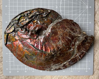 May include: A large, iridescent ammonite fossil with a spiral shape. The fossil displays a range of colors, including red, orange, and green, with a polished, textured surface. The fossil is approximately 8 inches long.
