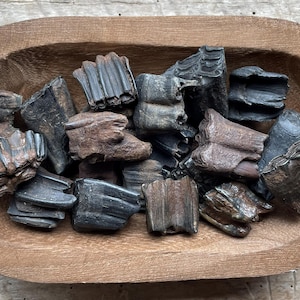 May include: A wooden oval bowl filled with a collection of fossilized teeth. The teeth vary in color from dark brown to black, with visible ridges and textures. The bowl is made of light brown wood.