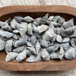 Fossil - Brachiopod