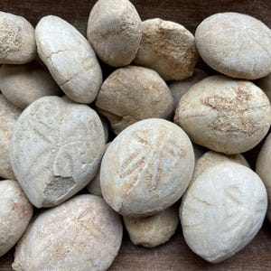 Fossil - Echinoid