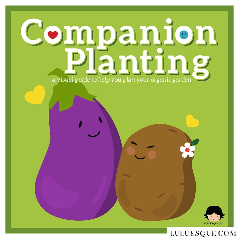 Puede incluir: Una gu&iacute;a visual para la siembra en compa&ntilde;&iacute;a con una berenjena y una patata de dibujos animados. La berenjena es morada y tiene una cara feliz. La patata es marr&oacute;n y tiene una cara feliz con una flor blanca en la parte superior. El texto dice "Companion Planting" con un coraz&oacute;n y una cara triste. El texto de abajo dice "una gu&iacute;a visual para ayudarte a planificar tu jard&iacute;n org&aacute;nico".