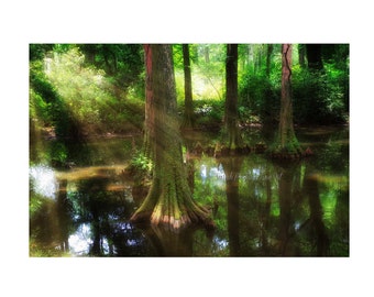 Cypress Trees | Landscape Print | Charleston Photograph | Lush Green Garden | South Carolina | Giclee Print | Acrylic Wall Art | Metal Print