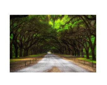 Limited Edition Print | Avenue Of Oaks Print | Live Oak Trees | Charleston | South Carolina | Giclee Print | Acrylic Wall Art | Metal Print