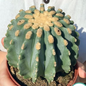 Könnte beinhalten: Ein blau-grüner Kaktus mit runder Form, mit beigefarbenen, flauschigen Flecken und einer zentralen Krone. Der Kaktus ist in einem braunen Behälter eingetopft, der von Händen gehalten wird. Die Pflanze hat eine einzigartige Textur und ist eine Art Sukkulente.