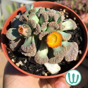 Titanopsis Calcarea - Succulent cold hardy to USDA zone 8B